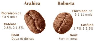Les caf&eacute;s Arabica et Robusta